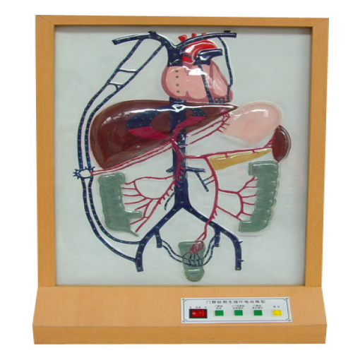  電動(dòng)門靜脈側(cè)支循環(huán)模型
