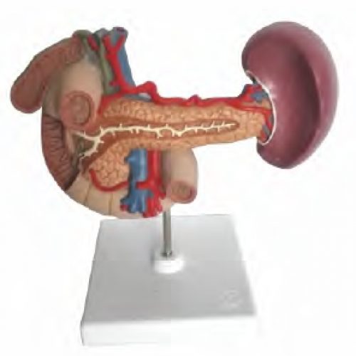 胰、脾、十二指腸、膽囊模型