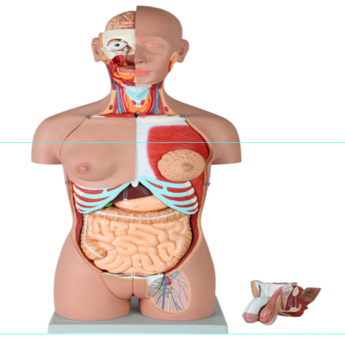 男、女兩性人體背部開放式半身軀干模型（87cm/29件）